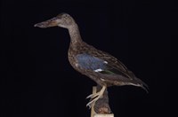 藏品(琵嘴鴨)的圖片